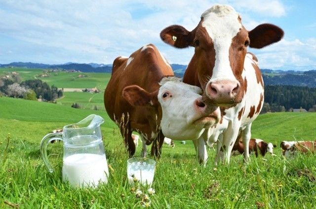 Підприємство під нові вимоги: згідно нашого бізнес-плану можна створити молочну ферму, що працює за найвищими стандартами якості